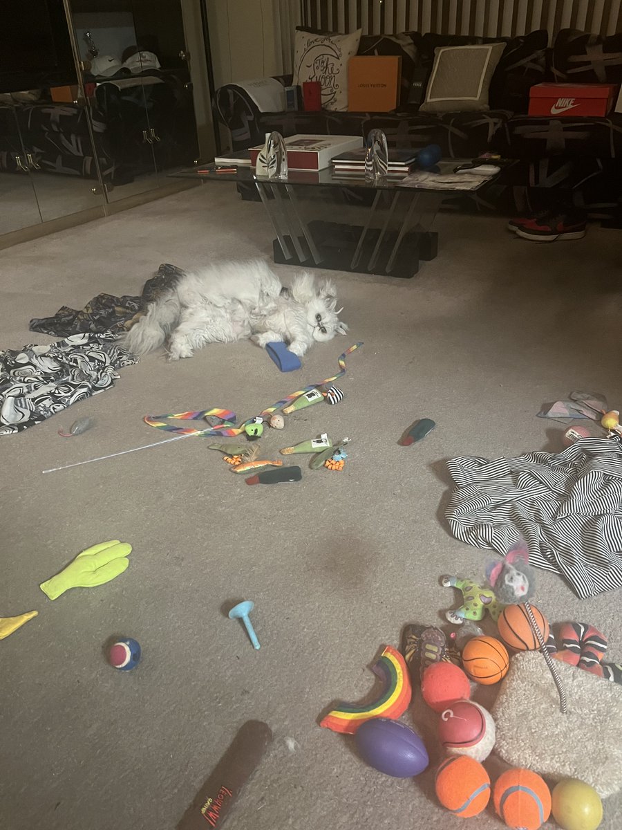 celebspkrs4u's tweet photo. SnowMan My Pedigree Persian   Born in VEGAS  Pix taken at 5 am this morning  He needs more catnip toys! #cats #catlover #catsontwitter #caturday #catsoftwitter #purrfect #catnip #catsofinstagram #catstar #Catwoman #catsinvegas #catsonfacebook #catstagram #catcondo https://t.co/BB8BVqyZdb