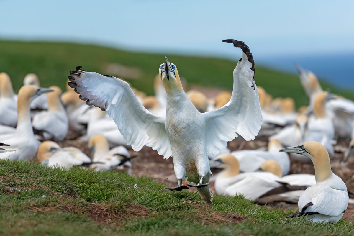 KarpanParkland's tweet image. Jumping for joy. Our visit to North America's largest gannet colony near  #Perce Quebec. bitly.ws/wpU9 #quebecmaritime #quebecbythesea #tourismepercé  #gaspesie #thephotohour #birdphotography #TMACtravel #ExploreCanada #wildlifephotography #SATW
