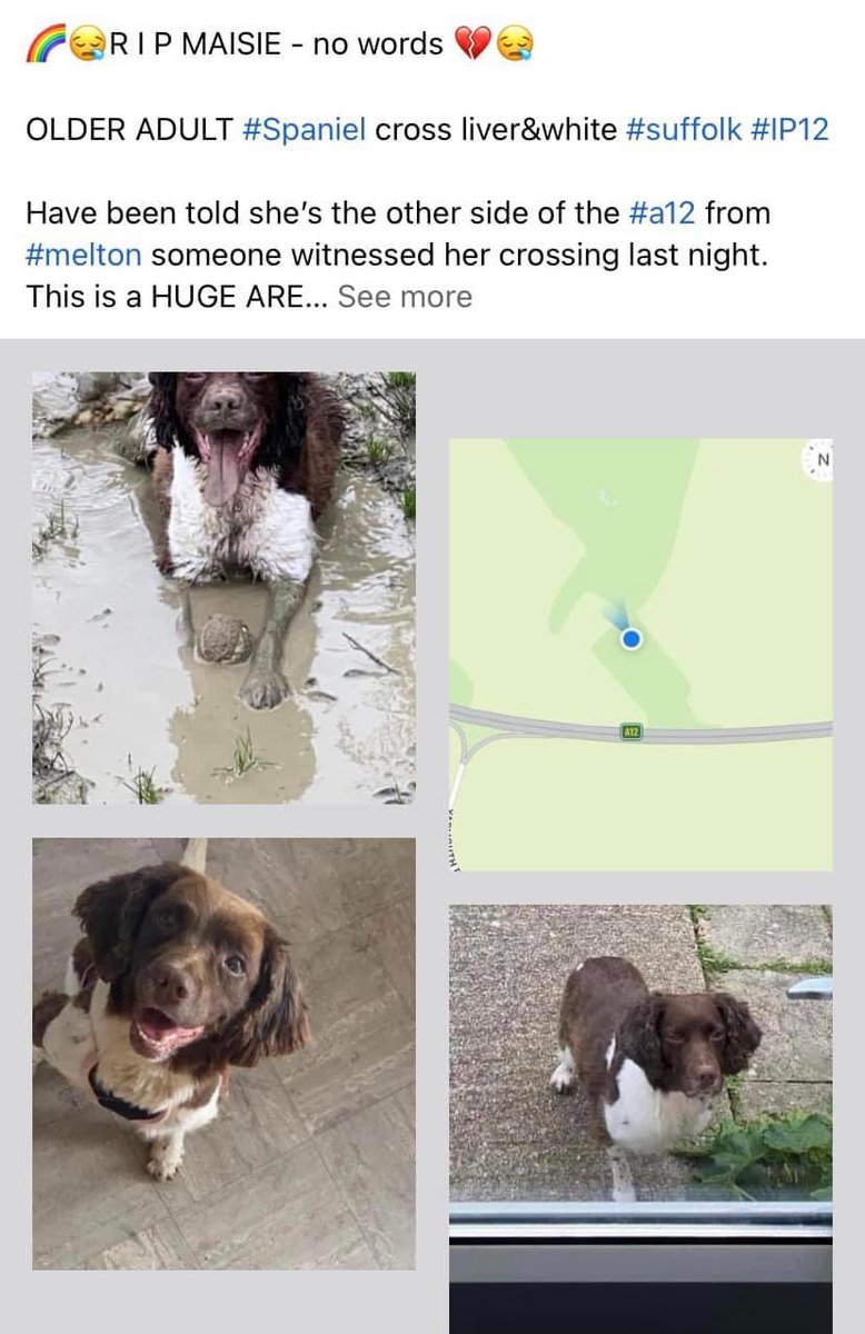 rosieDoc2's tweet photo. @RishiSunak @BorisJohnson @domdyer70 
BEAUTIFUL DOGS WENT RUNNING IN FEAR OF #Fireworks  
2 killed running onto roads/1 so scared had a fit / 1 died when fireworks came in his direction IMAGINE THE FEAR 
Pls do something to stop this 
https://t.co/D6nbegOA4g
@rosiedoc666 @bs2510 https://t.co/1zWjWPsjne