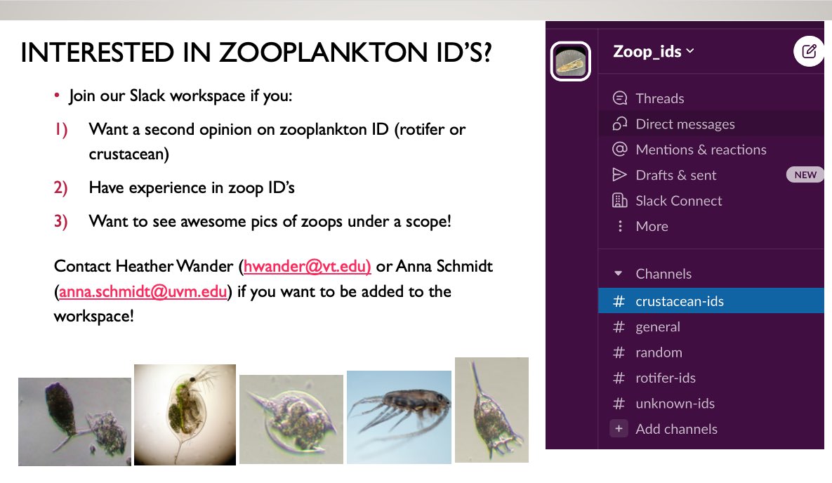 Anna Schmidt On Twitter Calling All Zooplankton Researchers anna-schmidt-on-twitter-calling-all-zooplankton-researchers