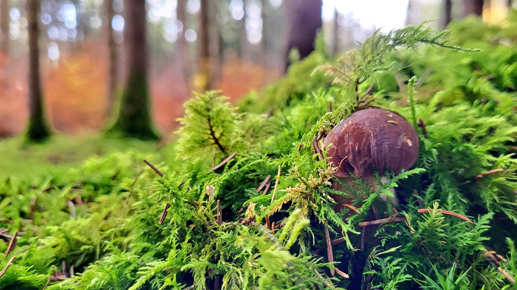 Später Maronenröhrling 
#pilzefinden