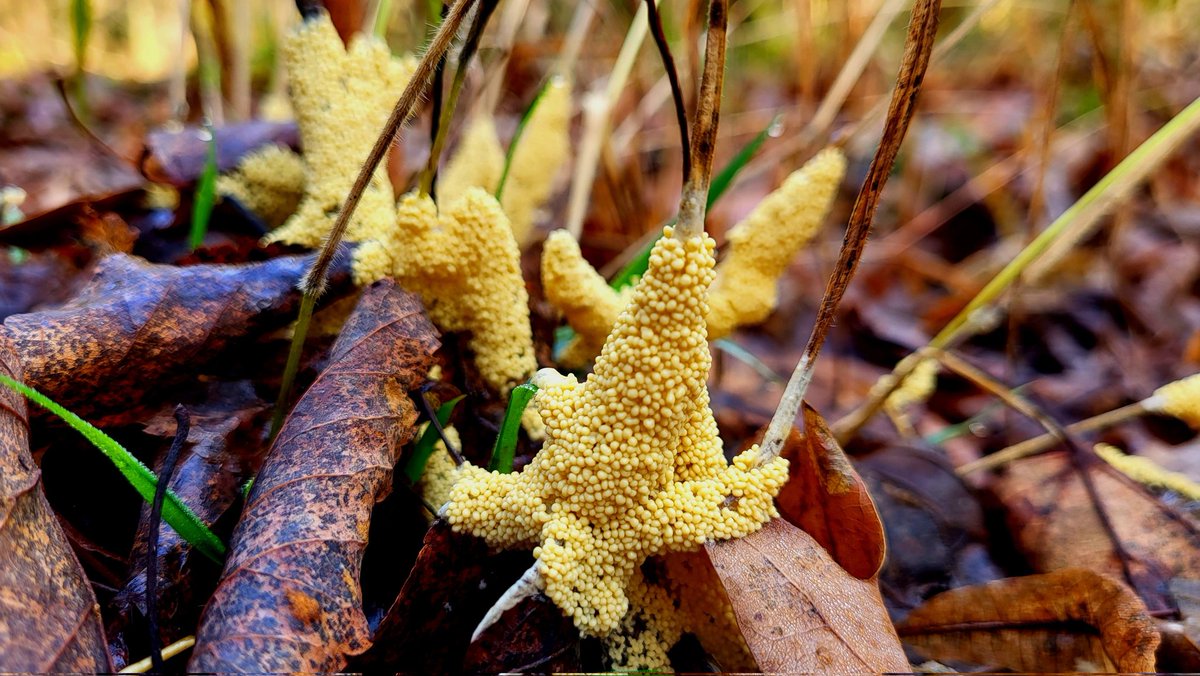 Gelber Eierschleimpilz.
#pilzefinden