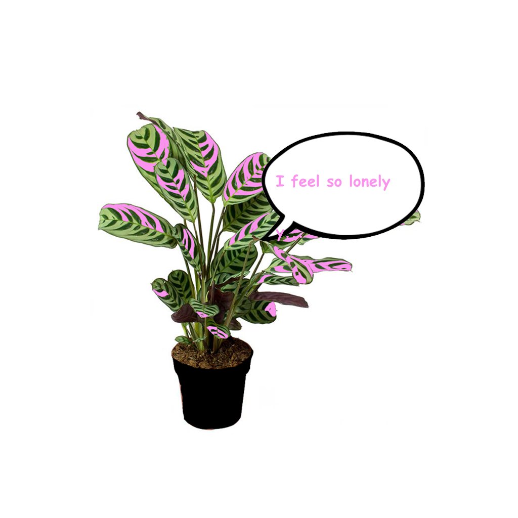 counter_frames's tweet photo. A houseplant is #framed as no longer wild, alone, in a pot, and by itself in that pot... https://t.co/Fv8HZZ2Kgm https://t.co/DgNfYMdadb