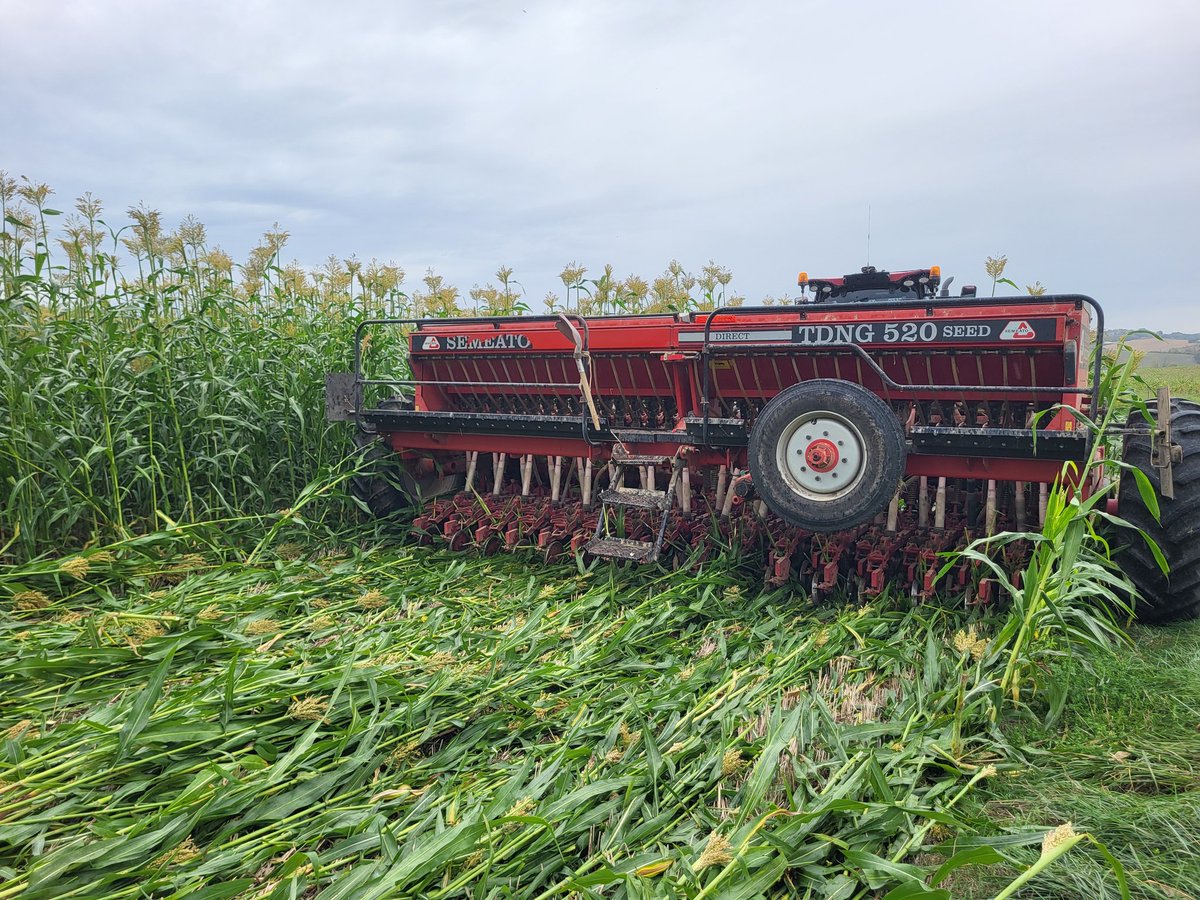 Beau couvert avant feveroles dommage que le sorgho ne soit pas aussi grand sur l ensemble de la parcelle <a href="/FthomasTcs/">Frédéric THOMAS</a> <a href="/PaulRobertAgro/">Paul Robert</a>