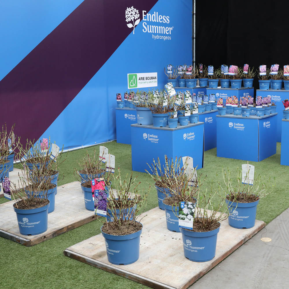 Op onze locatie in Wijk en Aalburg vindt van 8 november tot 2 december de kwekerijbeurs plaats.
Klanten kunnen op afspraak de concepten van Arie Bouman Kwekerij komen bewonderen. 

#CorinnesChoice #EndlessSummerHydrangea #FirstEditions #plantenbeurs