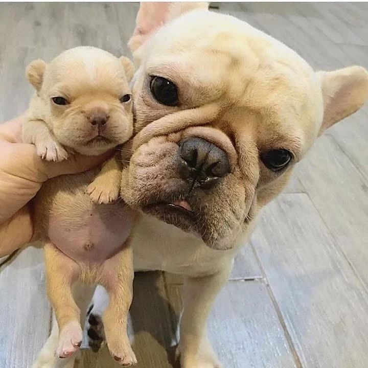 Proud mommy alert 💕

Cute or not??

#frenchbulldog #frenchbulldogs