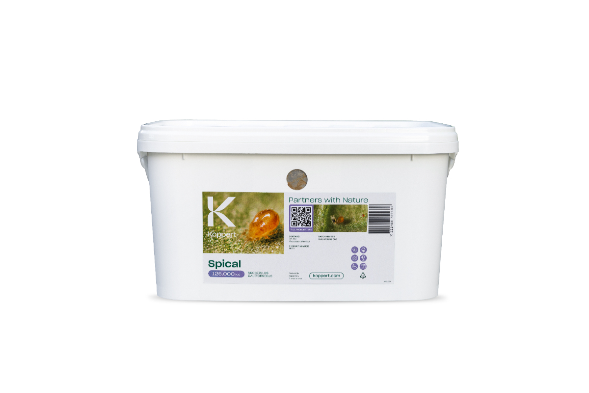 Met de nieuwe bulkmaat van Spical bespaart u nog meer arbeid en tijd bij de bescherming van uw gewassen tegen spint.

De emmer van 6 liter met 125.000 roofmijten werkt goed in combinatie met een Airobug of Natutec Drive. De emmer kan worden gerecycled.♻️

koppert.nl/nieuws-en-info…