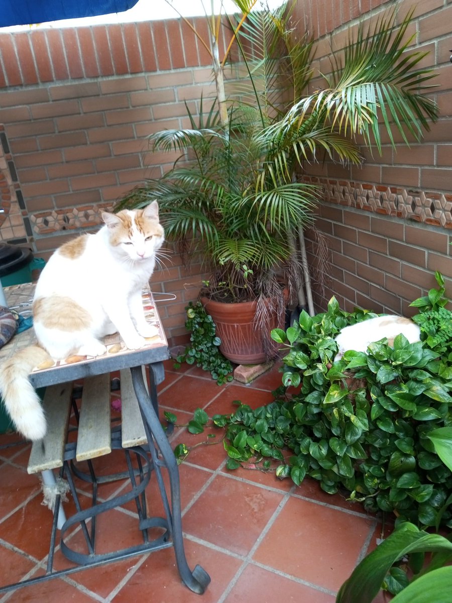 tamarataurina's tweet photo. Catire hoy amaneció con una patita inflamada y no puede apoyarla al piso. Su hermano no deja de cuidarlo, ha estado allí mirándolo más de 2 horas. Seguro fué una pelea callejera.
Ya le hable a su Vete. 🐾🐾🐾
#Fieros https://t.co/nqBc51d7hT