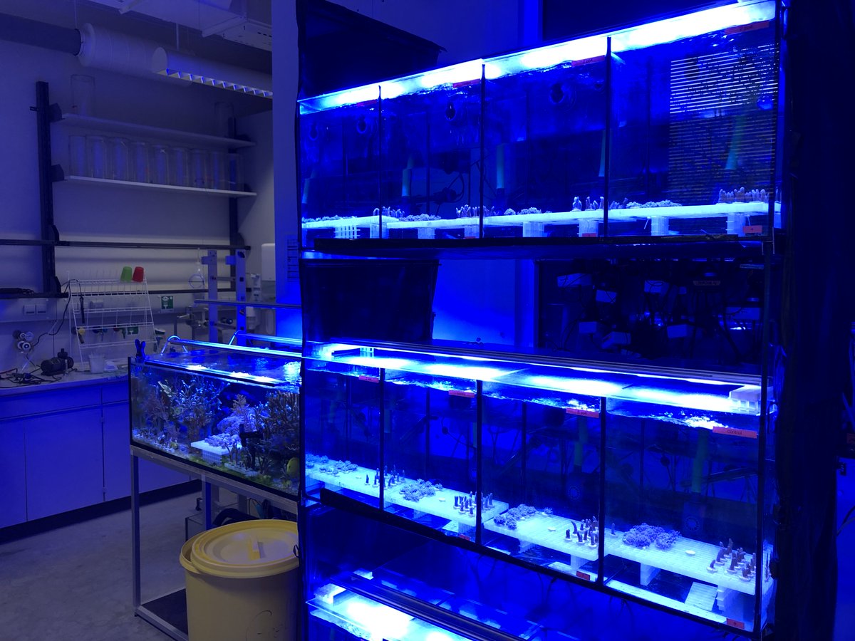 MarEcolBremen's tweet photo. Today we started our new lab experiment. 🪸We are investigating the effect of different N:P ratios on the bleaching susceptibility of a hard and soft coral species. Stay tuned for updates. @SelmaMezger @VollSvea @MalteOstendarp Mika &amp; Sophie https://t.co/8qTJfaG9wX