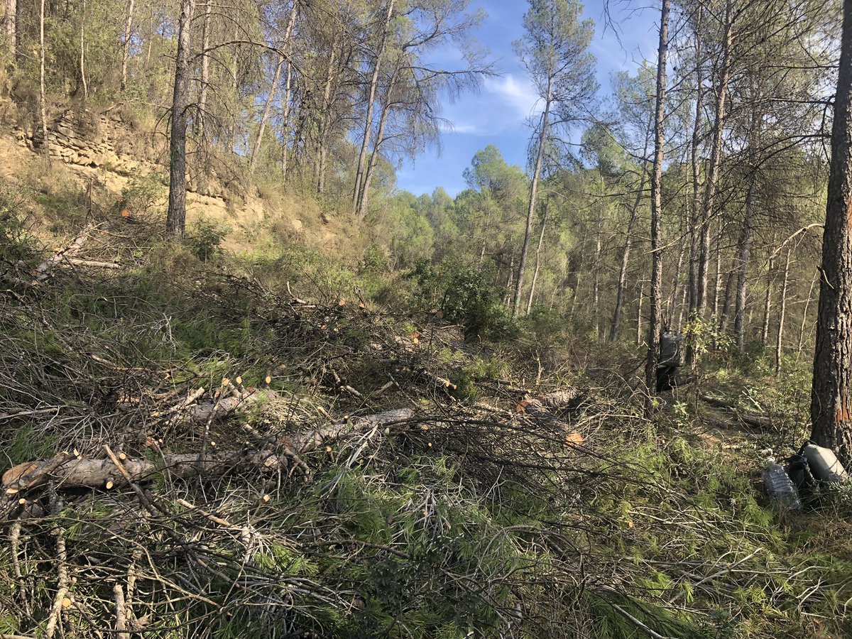 Lluís Coll tweet media