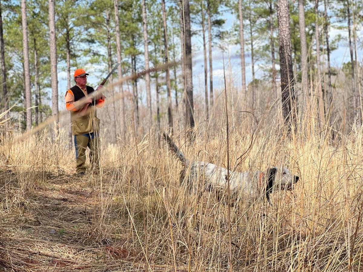 VisitOld96SC's tweet image. Described as a “quail hunters’ paradise,” Upland Wings Preserve in Clinton, SC, lets visitors hunt like it’s the early 1800’s alongside great pointers and flushing dogs.

Tag a bird hunter who would love this sportsman's destination!

#visitsc #sctourism #huntsc #schunting