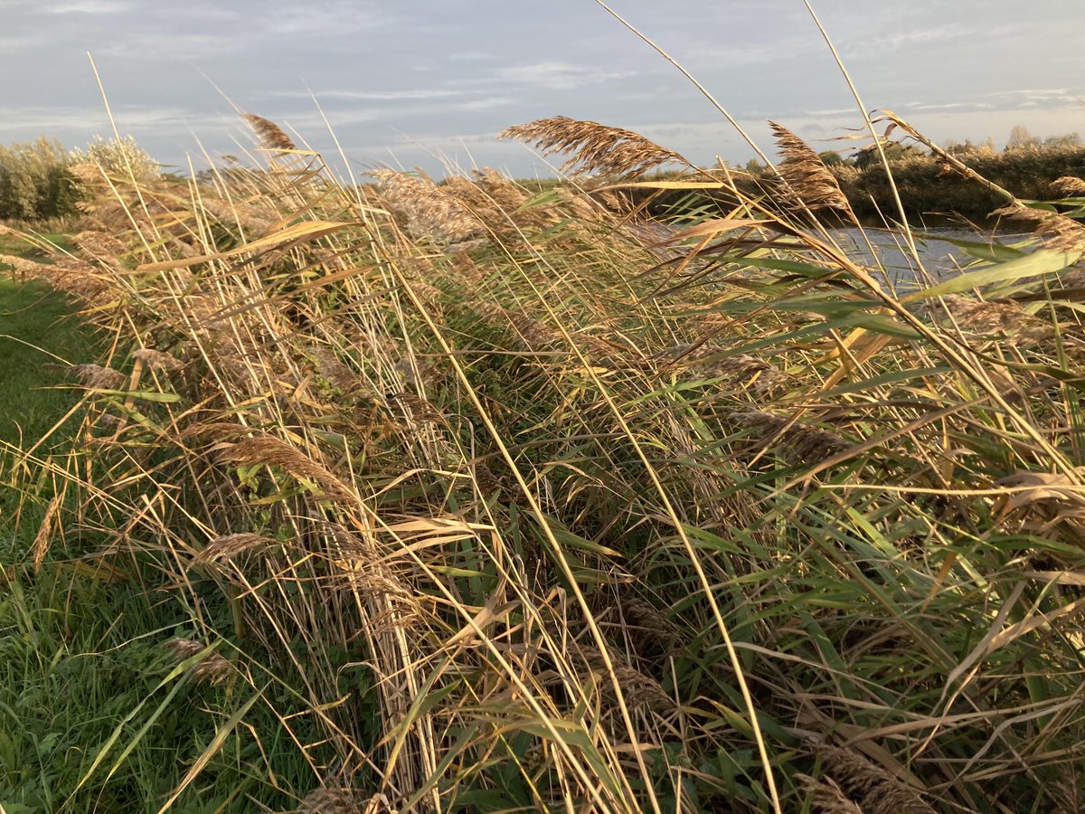 AnneMHoekstra's tweet photo. Even de herfst opsnuiven. #Goudriaan #Ottoland https://t.co/jliKHjaOi3