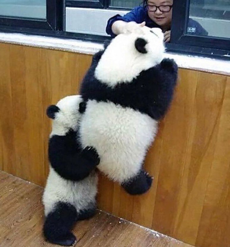 ipandachubby's tweet photo. let's vote!🐼 https://t.co/p8LB51PuoB