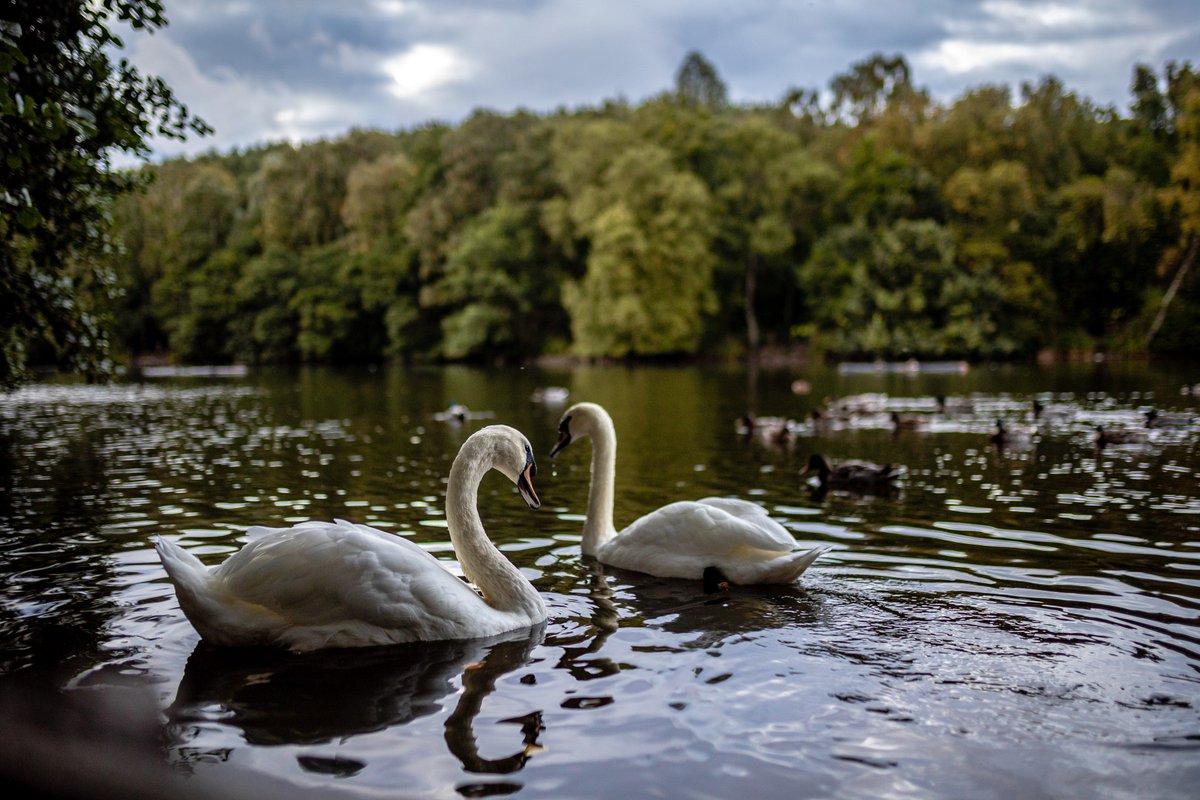Here in #SouthPenninesPark we're lucky to have fantastic canals, lakes, reservoirs, rivers and waterfalls to explore. They're great places to look for #wildlife, too - what have you spotted?

📷 Karol Wyszynski, St Ives Estate #Bingley

#SouthPennines #nature #WildlifeWednesday