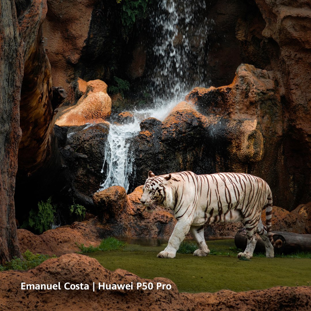 Huawei Mobile PT tweet media
