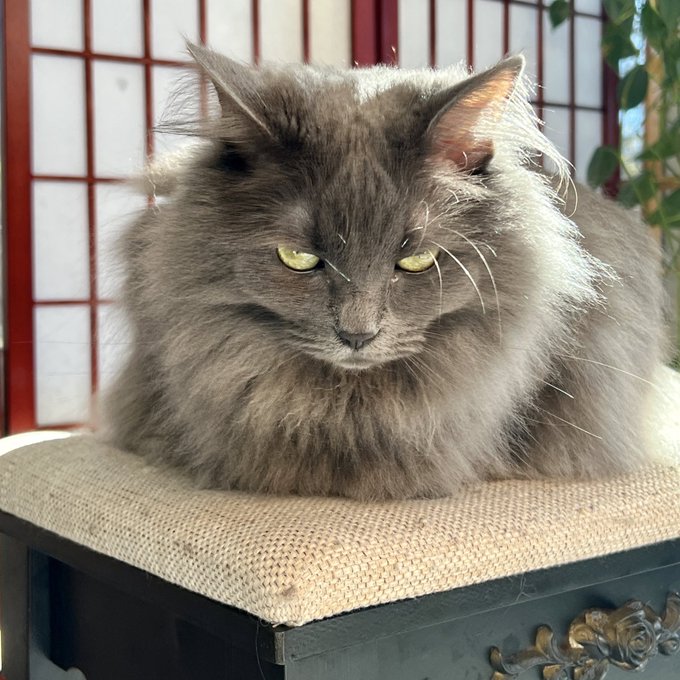 mommy_majestic