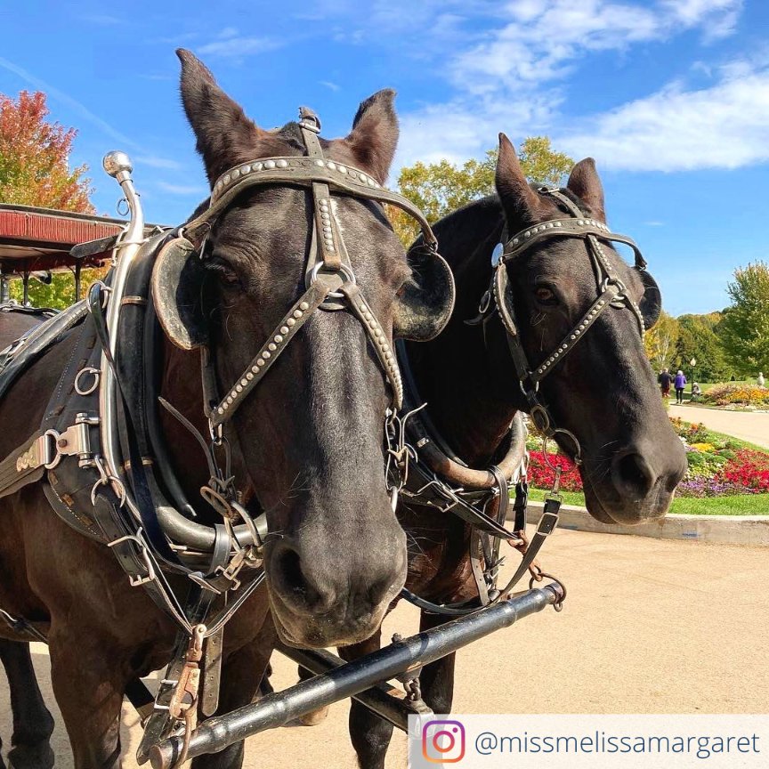 Horse-drawn horse-power here on Mackinac🐴🐴 We want to hear from you. Share your favorite Mackinac Island horse photo with us below!👇 📷: missmelissamargaret