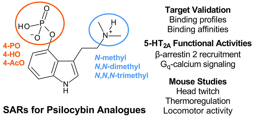 Cayman_Forensic's tweet photo. Structure–Activity Relationships for Psilocybin, Baeocystin, Aeruginascin, and Related Analogues to Produce Pharmacological Effects in Mice: https://t.co/JKEXhkfnIi https://t.co/dlnuVTmU7s