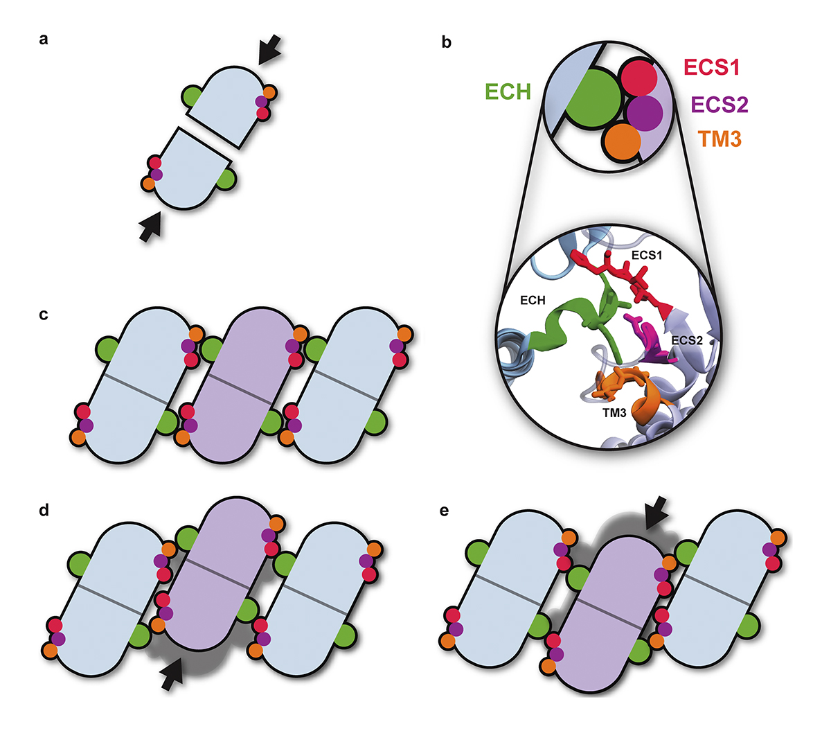 JGenPhysiol's tweet image. Molecular mechanism of claudin-15 strand flexibility: A computational study. From Shadi Fuladi, Fatemeh Khalili-Araghi and colleagues @thisisUIC: bit.ly/3sMbURR

#Biophysics #Mechanotransduction #TightJunctions