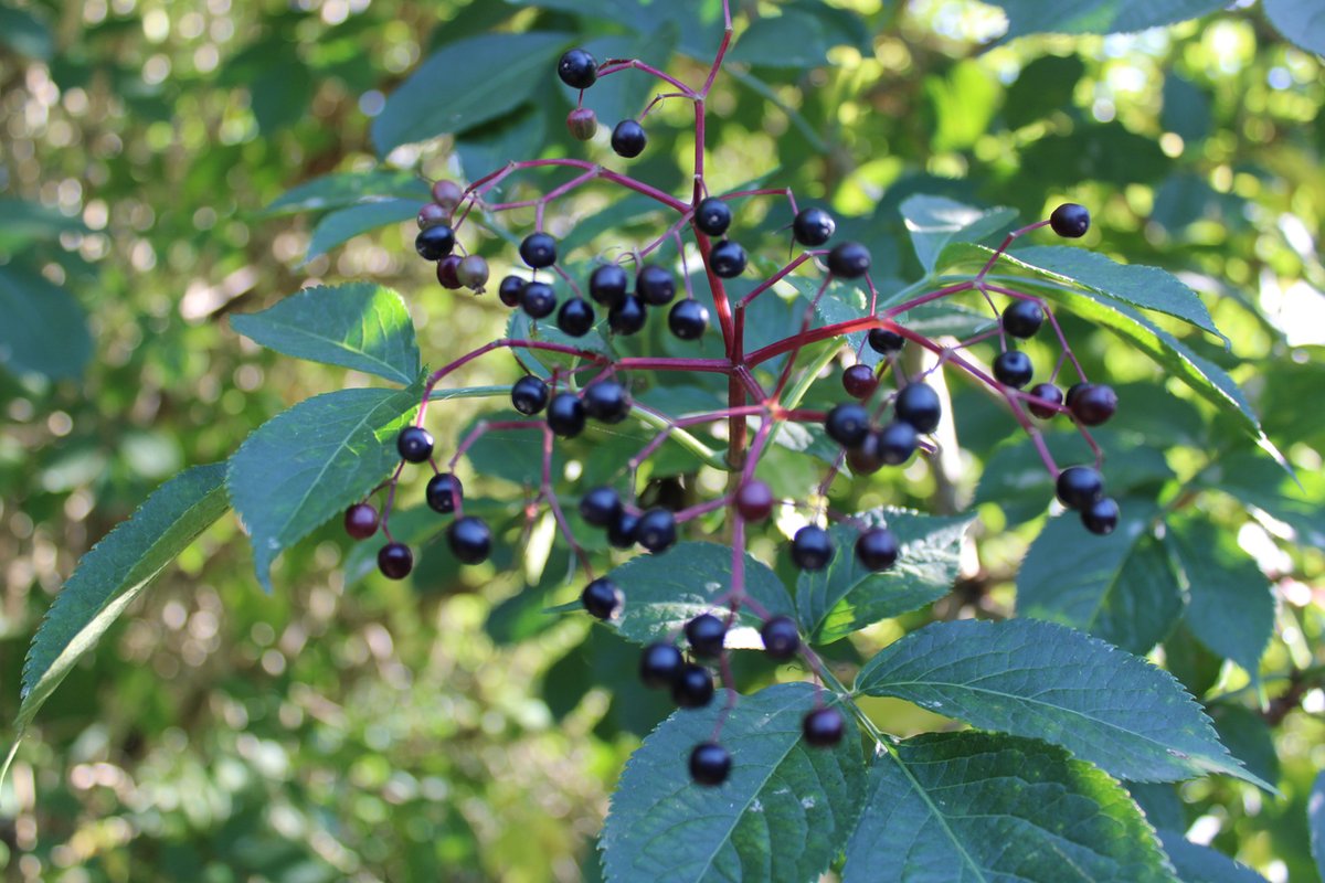 GreaterMood's tweet photo. Benefits 💚of Elderberry You Don’t Expect

👇To Read More 👇
https://t.co/Jt6wrJzuLs...
#elderberry #elderberryuses #elderberrybenefits #elderberrysupplememts #bestsupplement #supplementstore #supplementthatworks #greatermood #wellness #improvemood #improvewellness #improvehealth https://t.co/TBKHWJSFJ2
