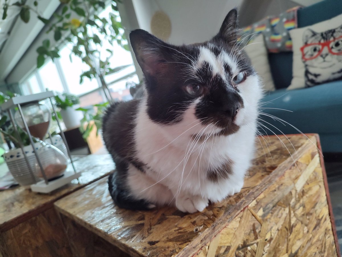 AlethaPrime's tweet photo. @CatsOfYore People don't seem to understand that when I say, "I will accept any and all cat pictures!" I mean it. 

I love these posts that inspire people to share their cats :) I don't have any yet, but I do love the little furballs at my local cat cafe. I go there every week. https://t.co/E20JLtYLvo