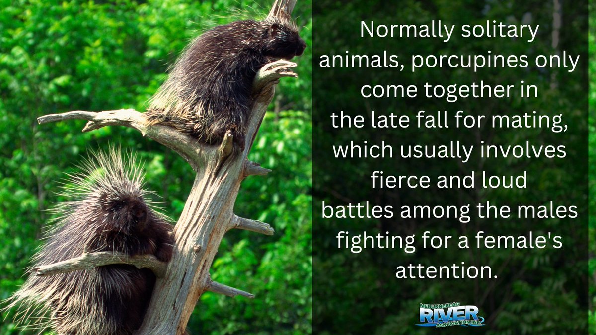 Meduxnekeag River (@meduxnekeag) on Twitter photo 