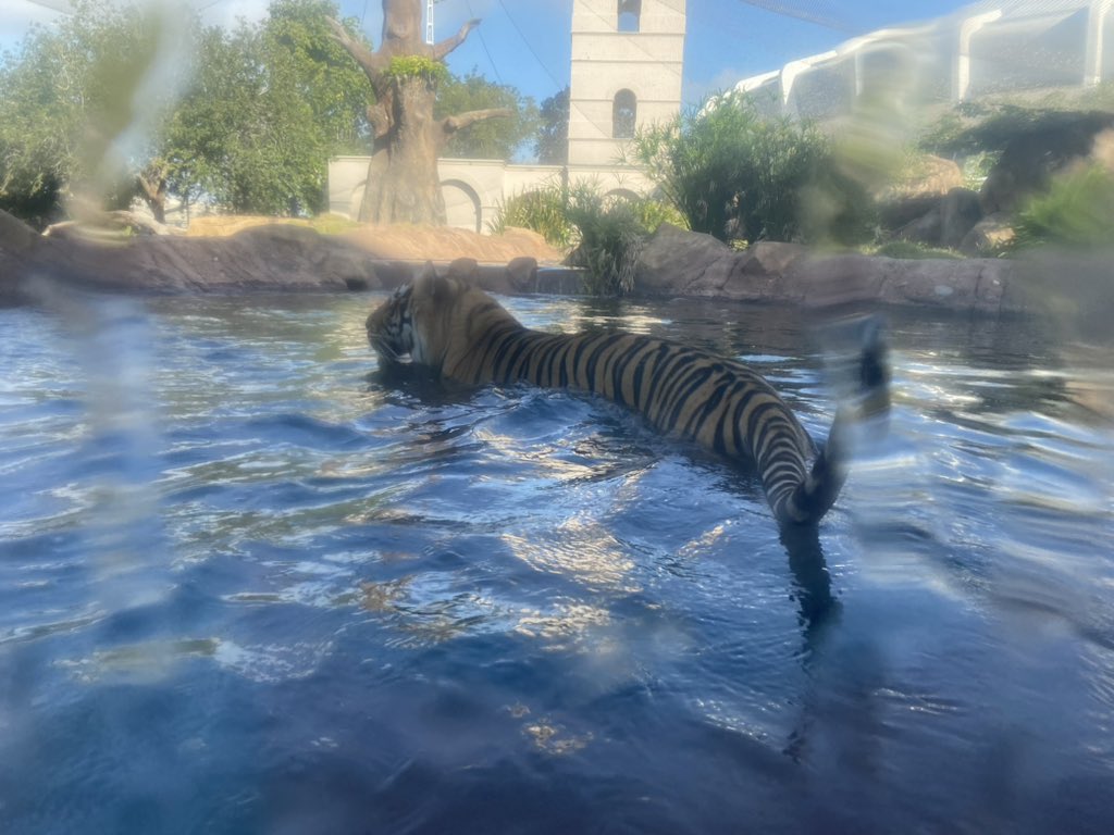 MikeTheTiger's tweet photo. Pool time is fun time. https://t.co/vLjnKpQolR
