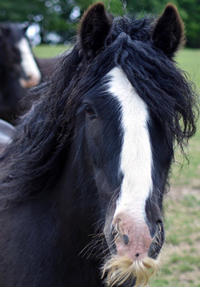 ParkLaneStables's tweet photo. This is Reggie, he is very proud of his moustache and wavy mane. You can support our work by adopting this moustachioed hero for £20 https://t.co/PWBcUe6Ycu All proceeds go towards providing our services to the disabled and vulnerable. #pony #stablestar https://t.co/Y9UzB4WXeL