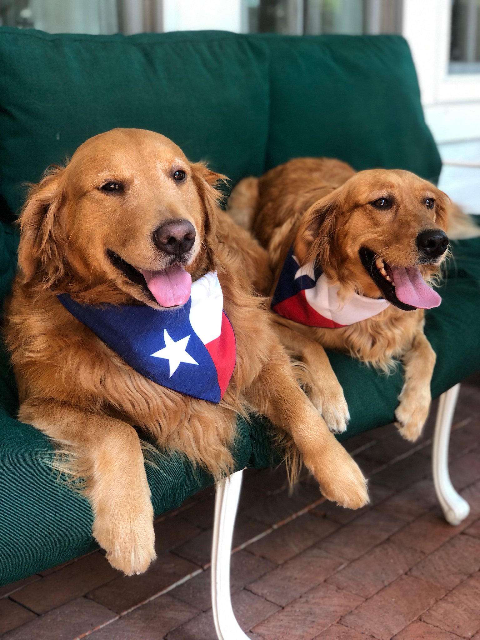 Greg Abbott on Twitter "Friendly reminder from Peaches & Pancake that