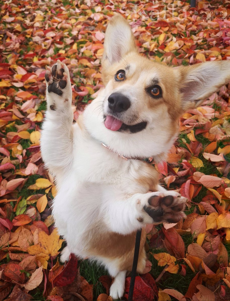 Like to boop that snoot 🖤 #CorgiCrew