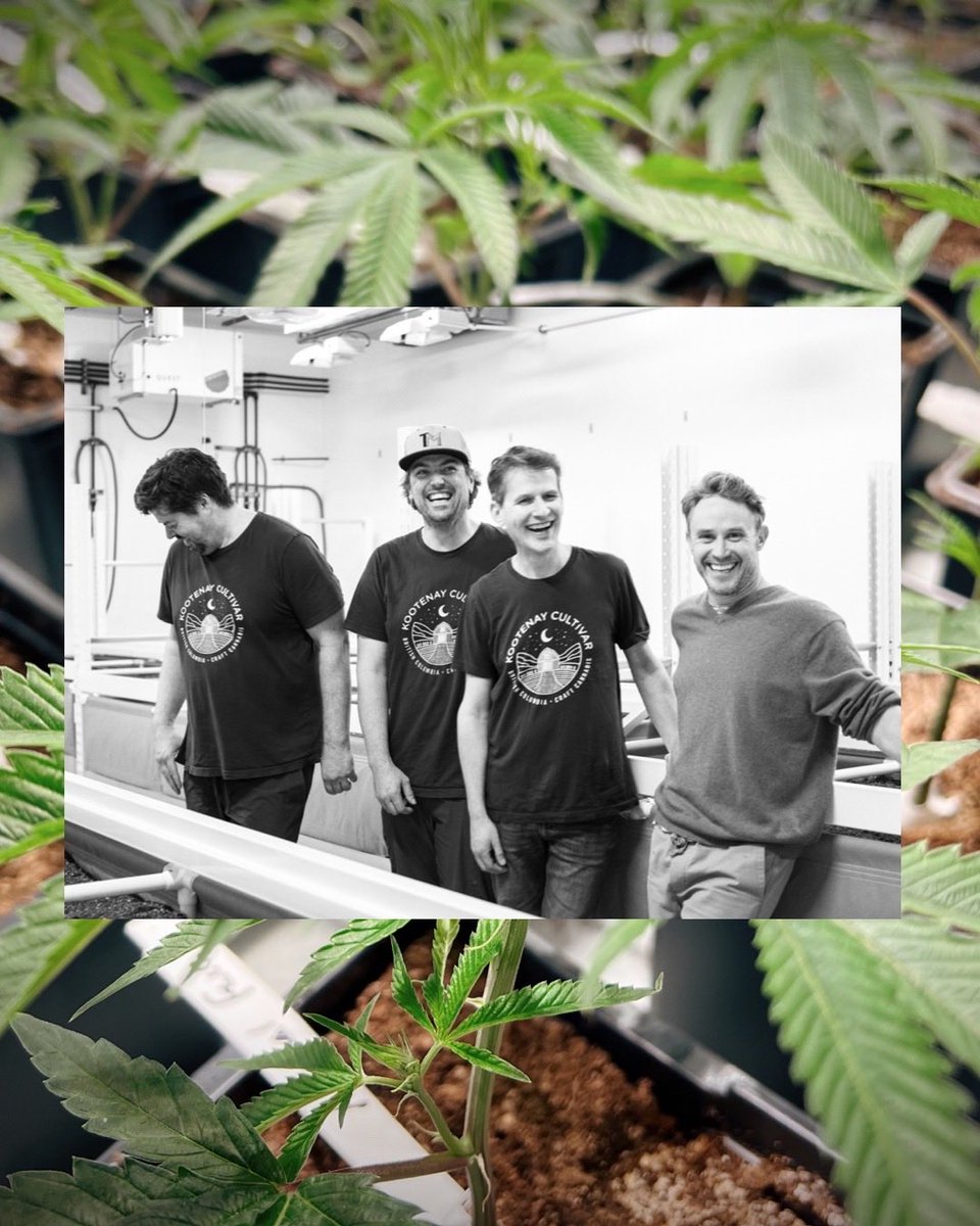 Meet the KC team. Family owned and family run. This bunch are old friends. Tyeson our main grower, Issac his right hand man. Both the brains behind the spaceship. ⁦<a href="/travisheppner74/">Travis Heppner</a>⁩ ceo , the glue that binds us all together. ⁦<a href="/chugglesworth/">Cholo Burns</a>⁩ the nose of the game.