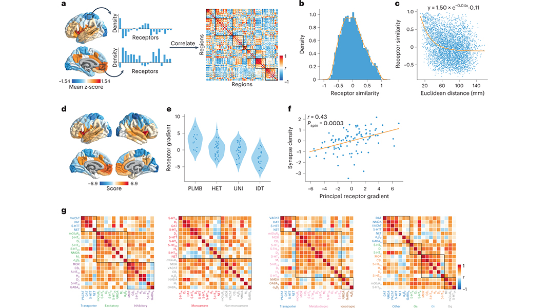 NaturePortfolio's tweet photo. A paper in @NatureNeuro presents an atlas of neurotransmitter receptor/transporter densities in the human cortex and shows that receptor achitecture reflects brain structure, function, dynamics, cognitive specialization and disease vulnerability. https://t.co/hQD7673W9S https://t.co/EpQk1yYtcE