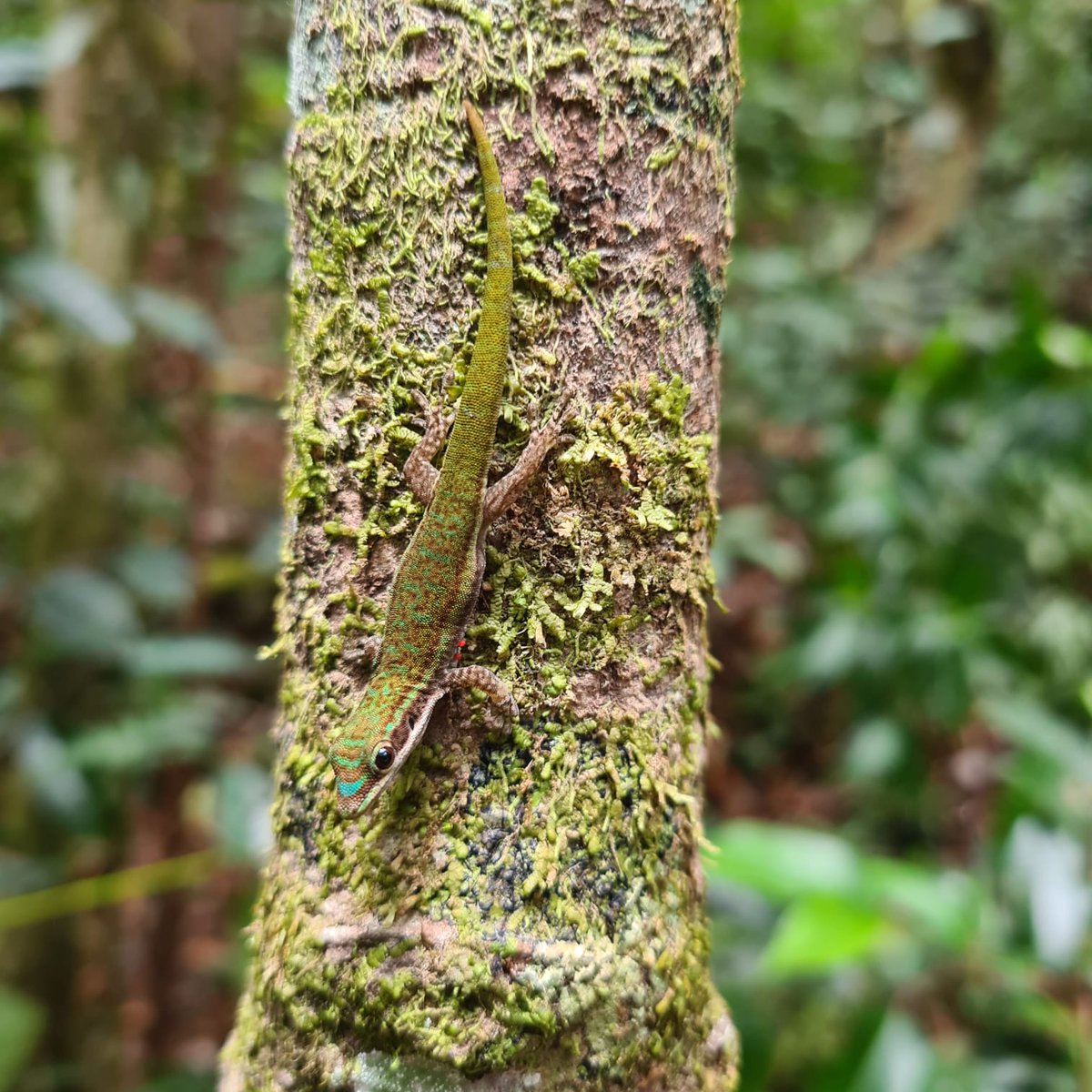 NatureYetu tweet media