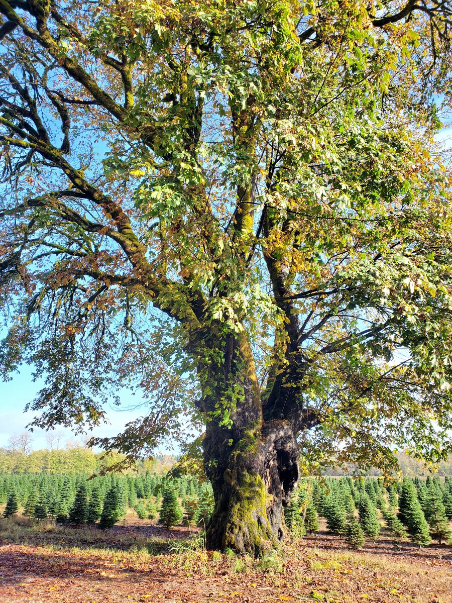 talkingforests's tweet photo. #TreeTuesday BigLeaf Maple (Acer macrophyllum) and Christmas 🎄 Trees in Brady, WA. My home county!
#Trees #Forests #Forestry #TalkingForests https://t.co/0MK2zZn1AY