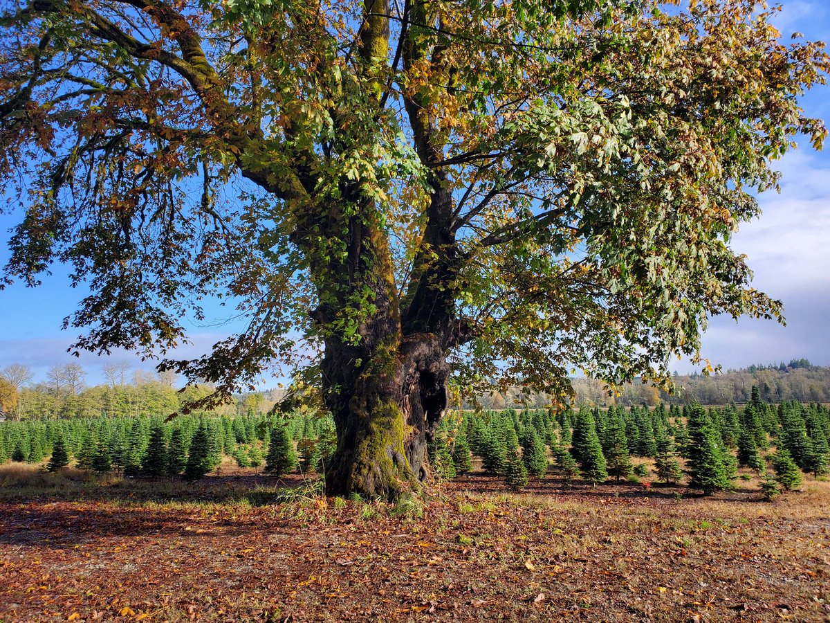 talkingforests's tweet photo. #TreeTuesday BigLeaf Maple (Acer macrophyllum) and Christmas 🎄 Trees in Brady, WA. My home county!
#Trees #Forests #Forestry #TalkingForests https://t.co/0MK2zZn1AY