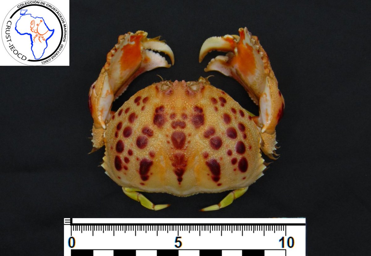 CRUST_IEOCD's tweet photo. Presentamos a #Calappa_granulata (Fam. Calappidae). Le encanta enterrase en arena y fango entre 30 y 150m de profundidad en Atlántico y Mediterráneo🦀
Campaña #MEDITS22 en #MiguelOliver
Se le conoce como cajeta, coñeta, cangrejo real o pellizco. Y tú cómo le llamas?
#shycrab https://t.co/JhuvTmwaUg