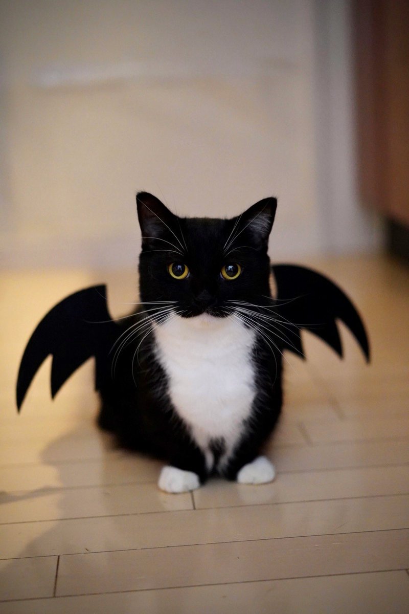 Todo Dia Gatinhos 🐾 tweet media