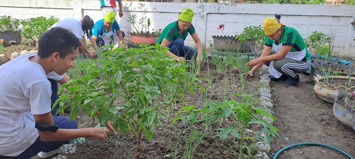 MinAlimenBa's tweet photo. #EnFotos📸||Cocineras de la Patria impulsan huertos escolares para contribuir con la alimentación de 760 estudiantes del Liceo Bolivariano "Carlos Raúl Villanueva", a través del #PAE.
#AlimentarEsVencer 
#ProducirEsVencer https://t.co/LNkLX6p1Yc