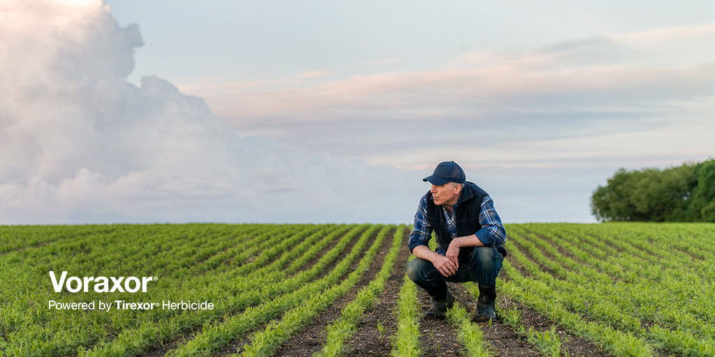 #Voraxor herbicide provides flexibility when it comes to wiping out weeds. It can be applied pre-seed or pre-emergence for burndown in peas or lentils. Plus, with the option to provide residual activity in peas when applied at the higher rate.  agsolutions.ca/Voraxor #WestCdnAg