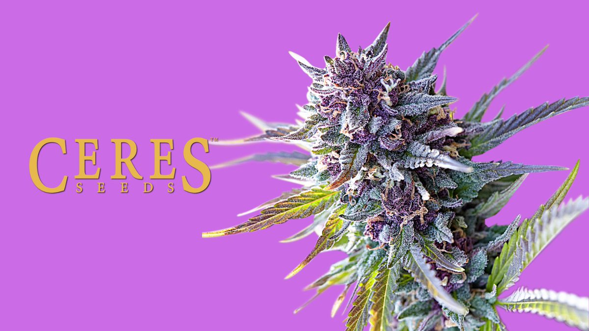 ceresseeds's tweet photo. Purple Haze

⏳ Flowering time: 75 days

#ceresseeds #coffeeshopclassics #purplehaze #purple #sativa #seedbank #genetics #amsterdam https://t.co/8eYH5IjGcM