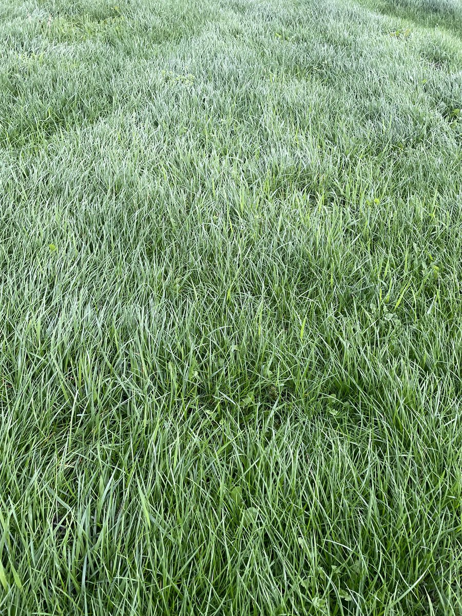 groundsfarm's tweet photo. Best grass we have had all year in November https://t.co/EY0HzoEPth