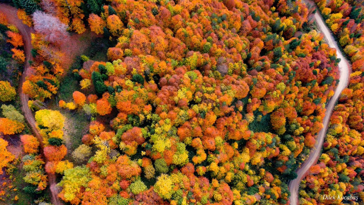 DilekKcbas's tweet photo. Burası YENİCE ! Sonbaharın en güzel yaşandığı şehir🍂🍁🍃 Her ağaçta farklı renk, ayrı bir güzellik var. Sonbaharda YENİCE tablo gibi. Objektifimden YENİCE ORMANLARI 📷☺️

📍Yenice-Karabük https://t.co/mzgmtSFUyP
