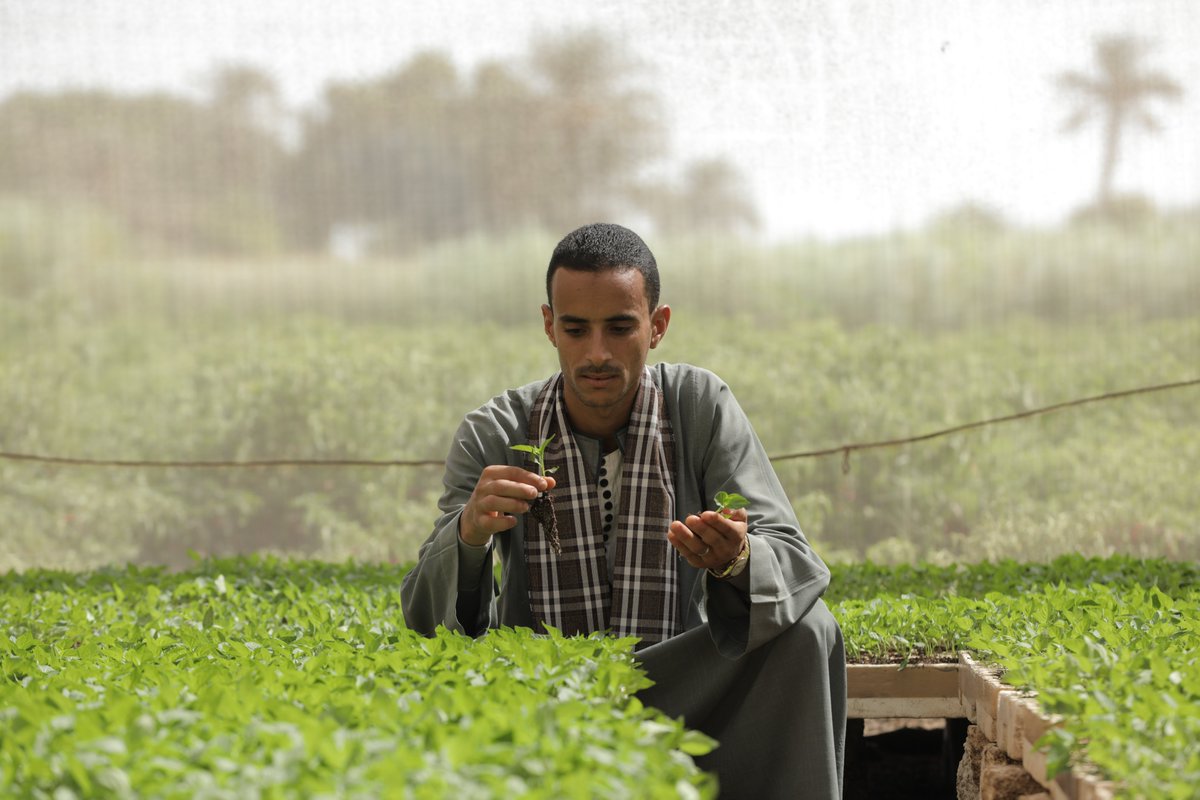 How can @COP27 host country Egypt meet the challenges of #climate change? For example with climate-friendly urban development! Read here how we support on-site 👉giz.de/en/workingwith…

#COP27