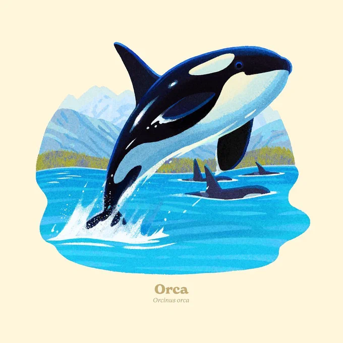Orca! Orcas have their own regional dialects that are specific to their social groups. They also pass down knowledge from generation to generation, which gives pods their own distinct behaviors. I had a blast illustrating the upcoming Wildlife Alphabet series from  