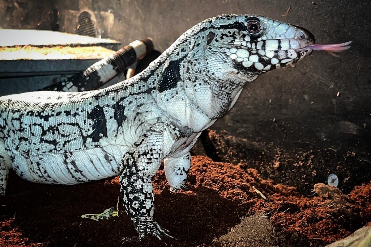its_dingz209's tweet photo. Salvator Merianae / Tupinambis Merianae - Blue Tegu 💙🖤🤍 #BlueTegu #Tegu #TeguLizard #lizardsOfTwitter #Reptiles https://t.co/p5NNXf2Rjg