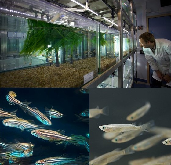 Does sex really matter? We certainly think so. 

But help us find out to what extent in a key fish model, with this exciting, fully funded PhD position <a href="/UniofExeter/">University of Exeter</a>, with <a href="/CefasGovUK/">Cefas</a> &amp; <a href="/cardiffuni/">Cardiff University</a>.

For more info &amp; to apply - 👉 exeter.ac.uk/study/funding/…

Closing - 5th Dec!

PLS RT