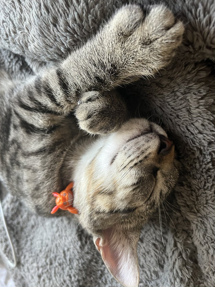 Nicky_9119's tweet photo. meow meow😻 https://t.co/FmVyQqIqiD