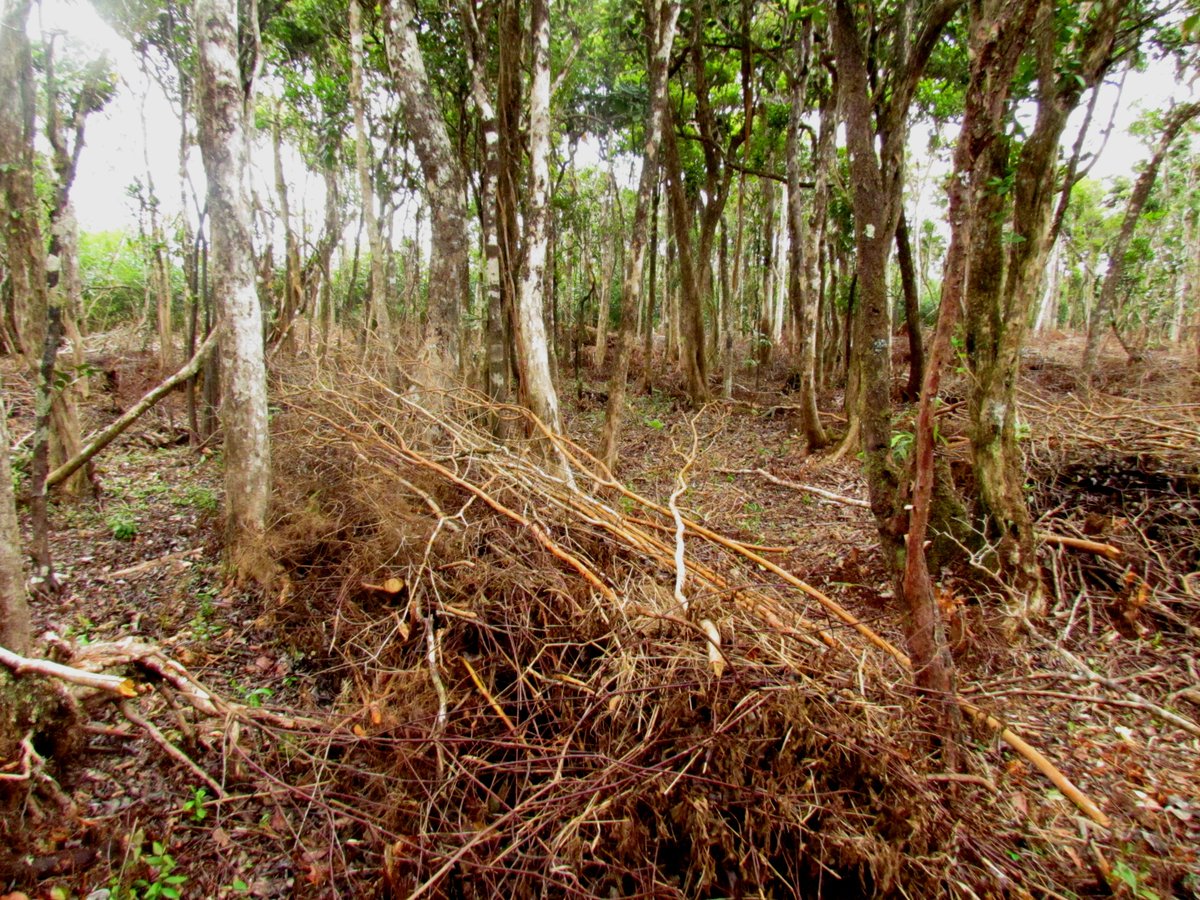 NatureYetu (@natureyetu) on Twitter photo #fielddiaries
Ecosystem restoration:
✅is not about tree plantation
✅includes removal of invasive plants
✅is not focused on 1 species but benefit different groups of plants & animals & the interactions between them
📸<a href="/clbaider/">Claudia Baider</a> & <a href="/LFabiolaMonty/">Fabiola Monty</a>
#ConservationOptimism #fielddiaries
Ecosystem restoration:
✅is not about tree plantation
✅includes removal of invasive plants
✅is not focused on 1 species but benefit different groups of plants & animals & the interactions between them
📸<a href="/clbaider/">Claudia Baider</a> & <a href="/LFabiolaMonty/">Fabiola Monty</a>
#ConservationOptimism