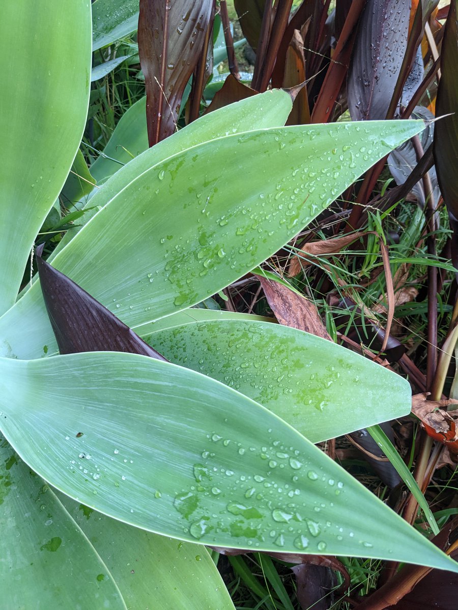 genmaicha's tweet photo. A rare rainy day in Southern California. https://t.co/vm97nZG3Up