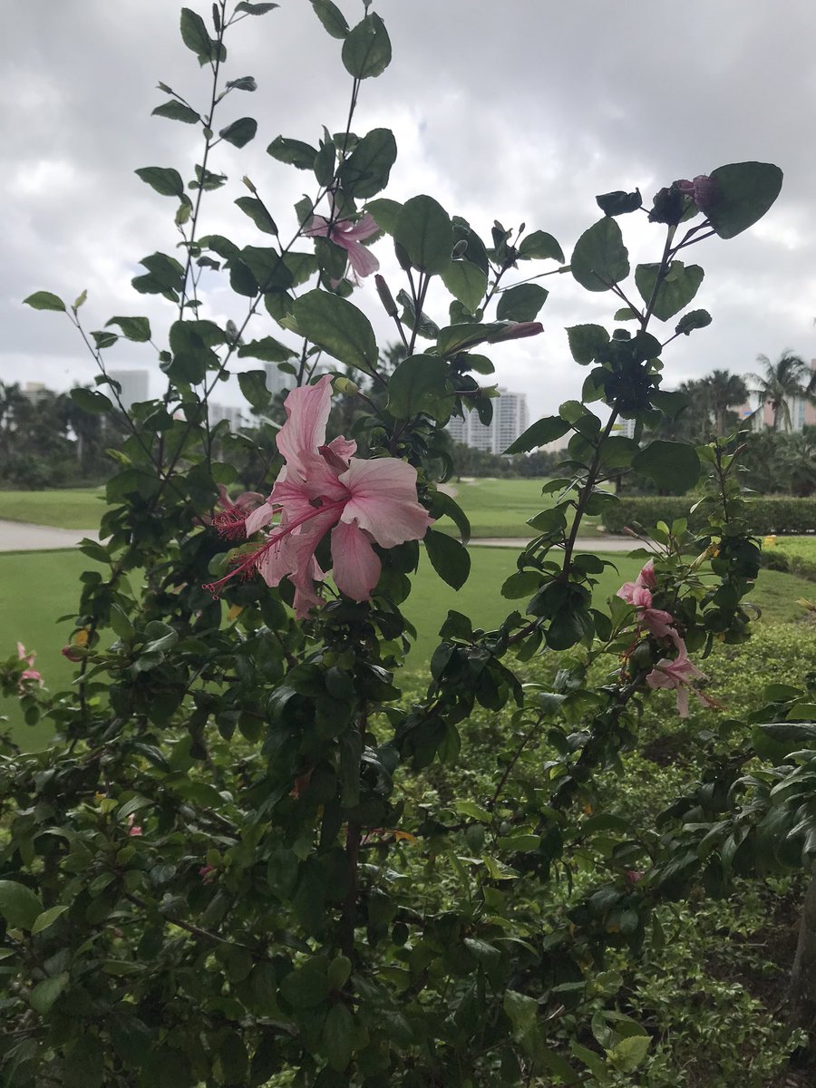 Greystone's tweet photo. Don’t forget to stop and smell the #HCIC22 hibiscus https://t.co/b7CyhXRh6L